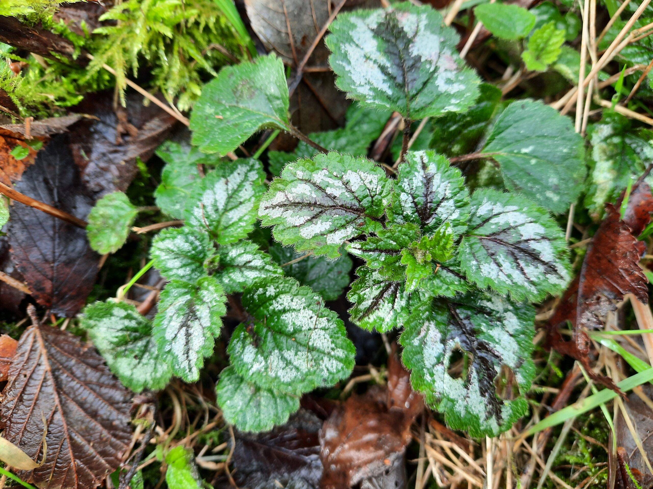 eetbare wilde planten